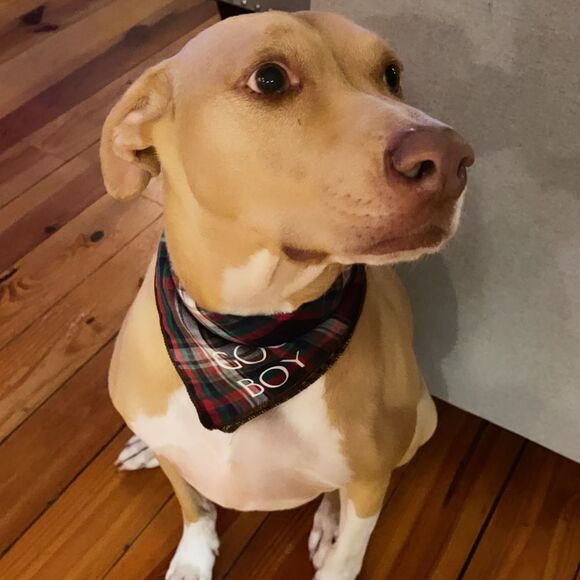 NWT Wool + Pepper Co. Good Boy Dog Bandana - Picture 4 of 4